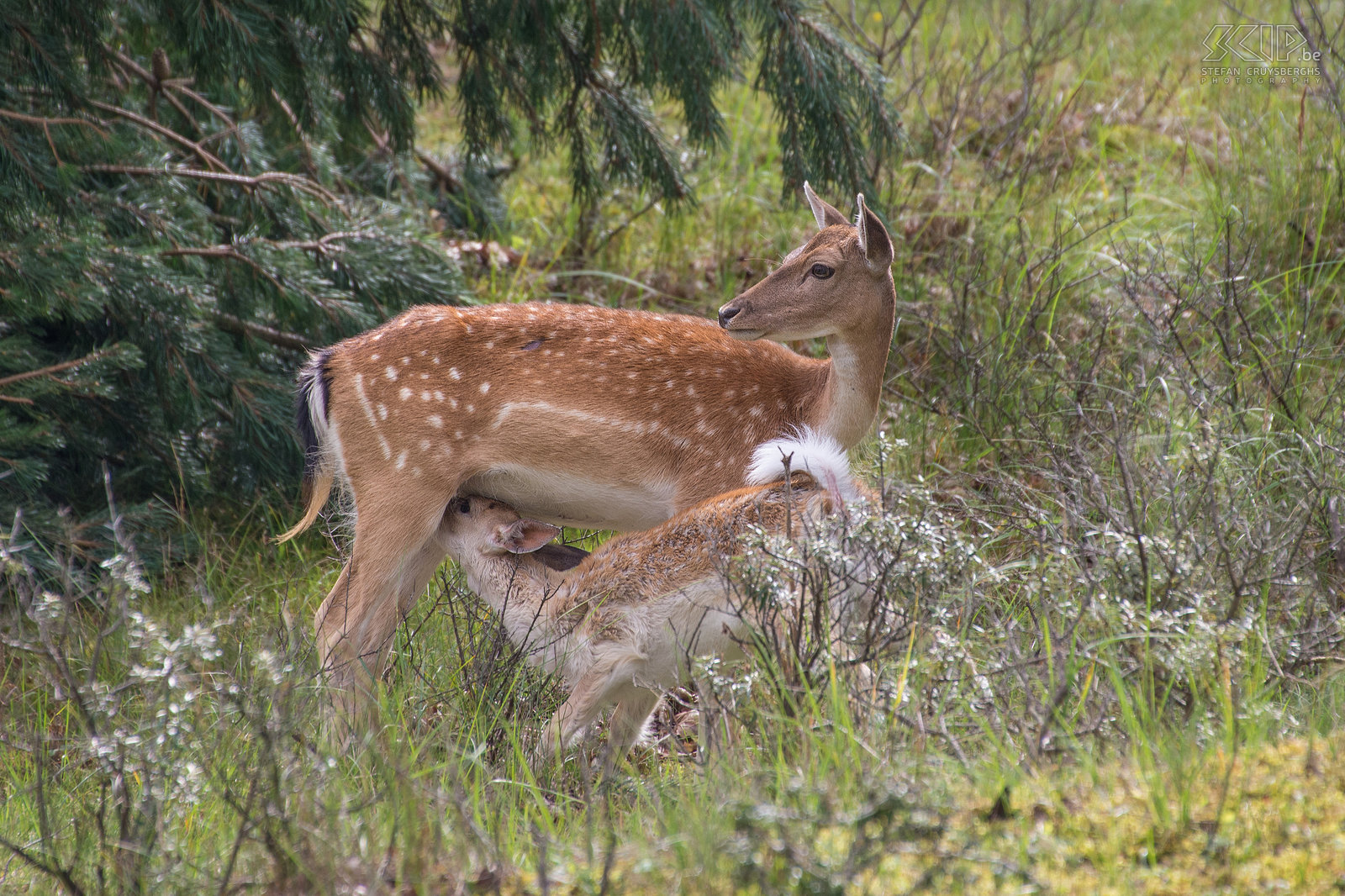 Amsterdamse Waterleidingduinen - Fallow deer with fawn The Amsterdamse Waterleidingduinen is a beautiful nature reserve in the province of North Holland in the Netherlands. It is a dune area with lots of water channels. It has the largest population of fallow deers in the Netherlands. It is estimated that there are 3000 fallow deers. There also foxes, some of them are used to people, roe deers and many birds.  Stefan Cruysberghs